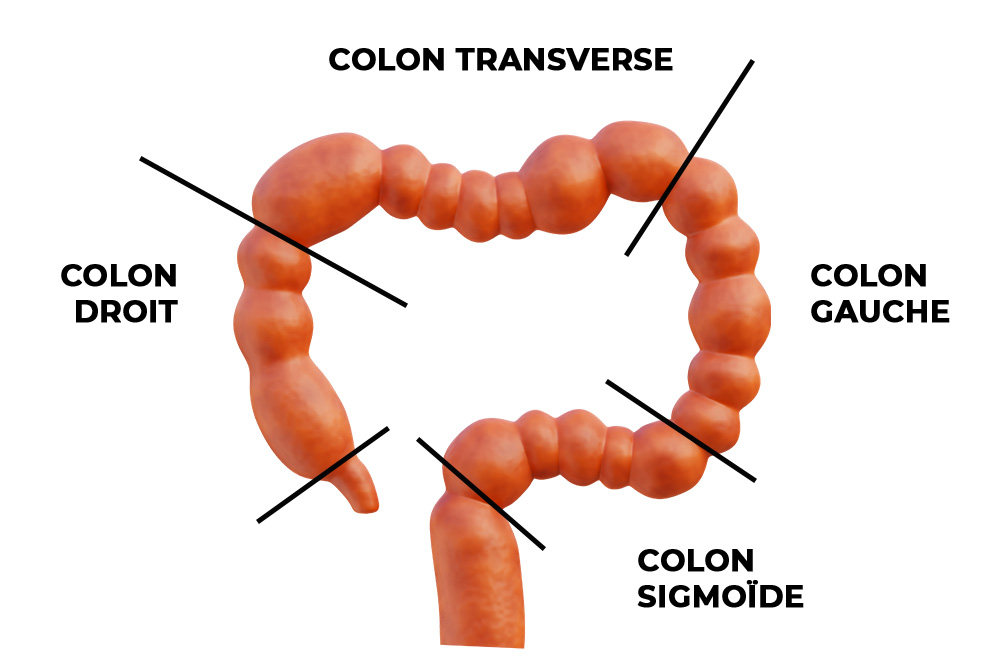 schéma segments colon