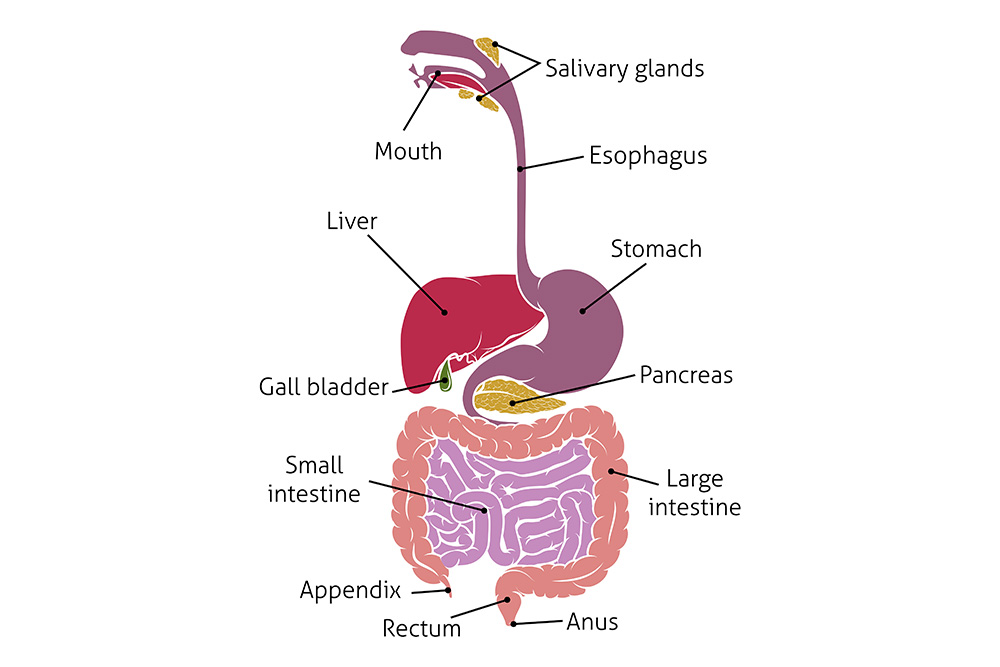 schema oesophage
