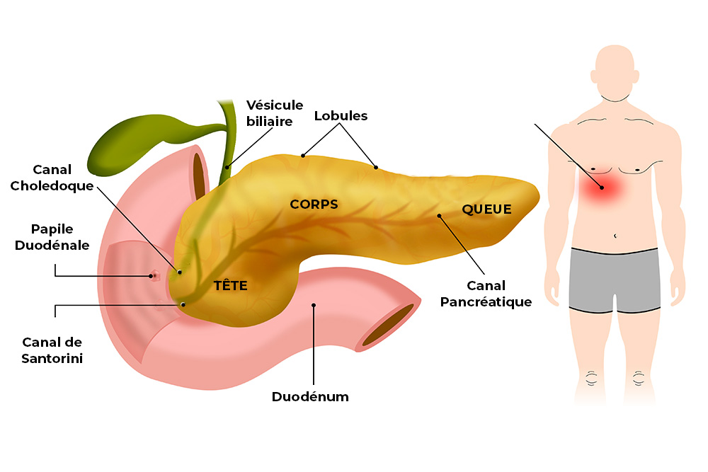 schema pancreas