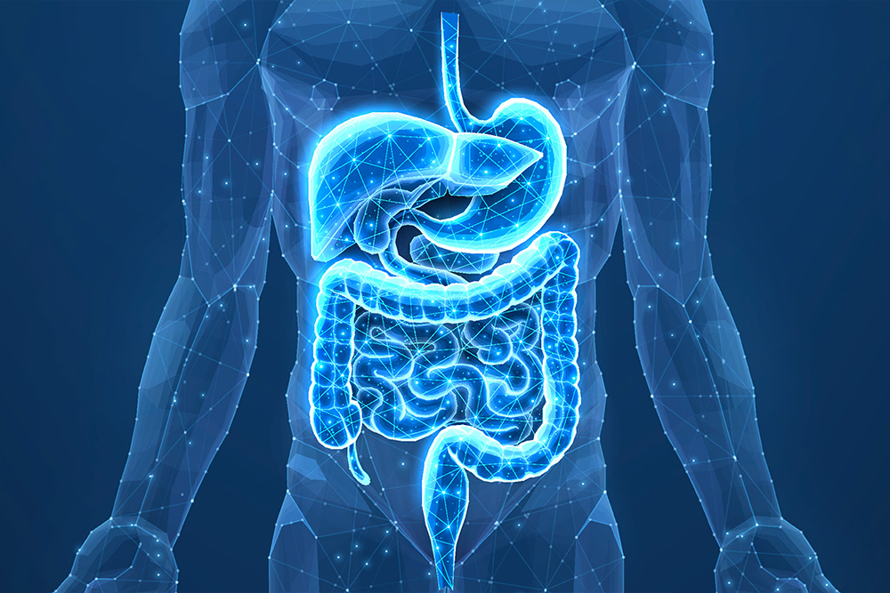 schema systeme digestif
